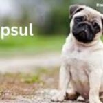 How Mopsul Can Revolutionize the Way You Clean Your Home