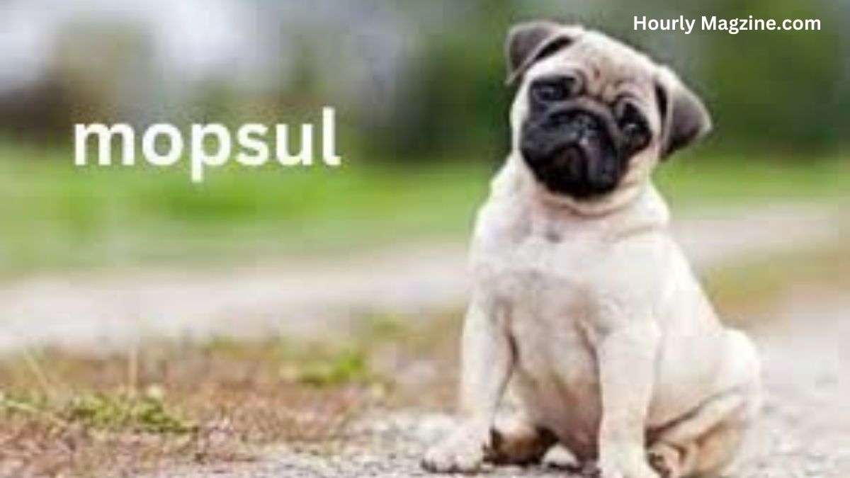 How Mopsul Can Revolutionize the Way You Clean Your Home